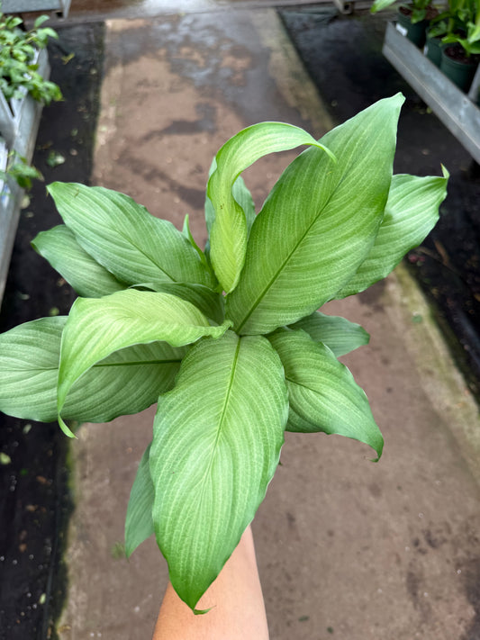 Spathiphyllum ‘Platinum Mist’