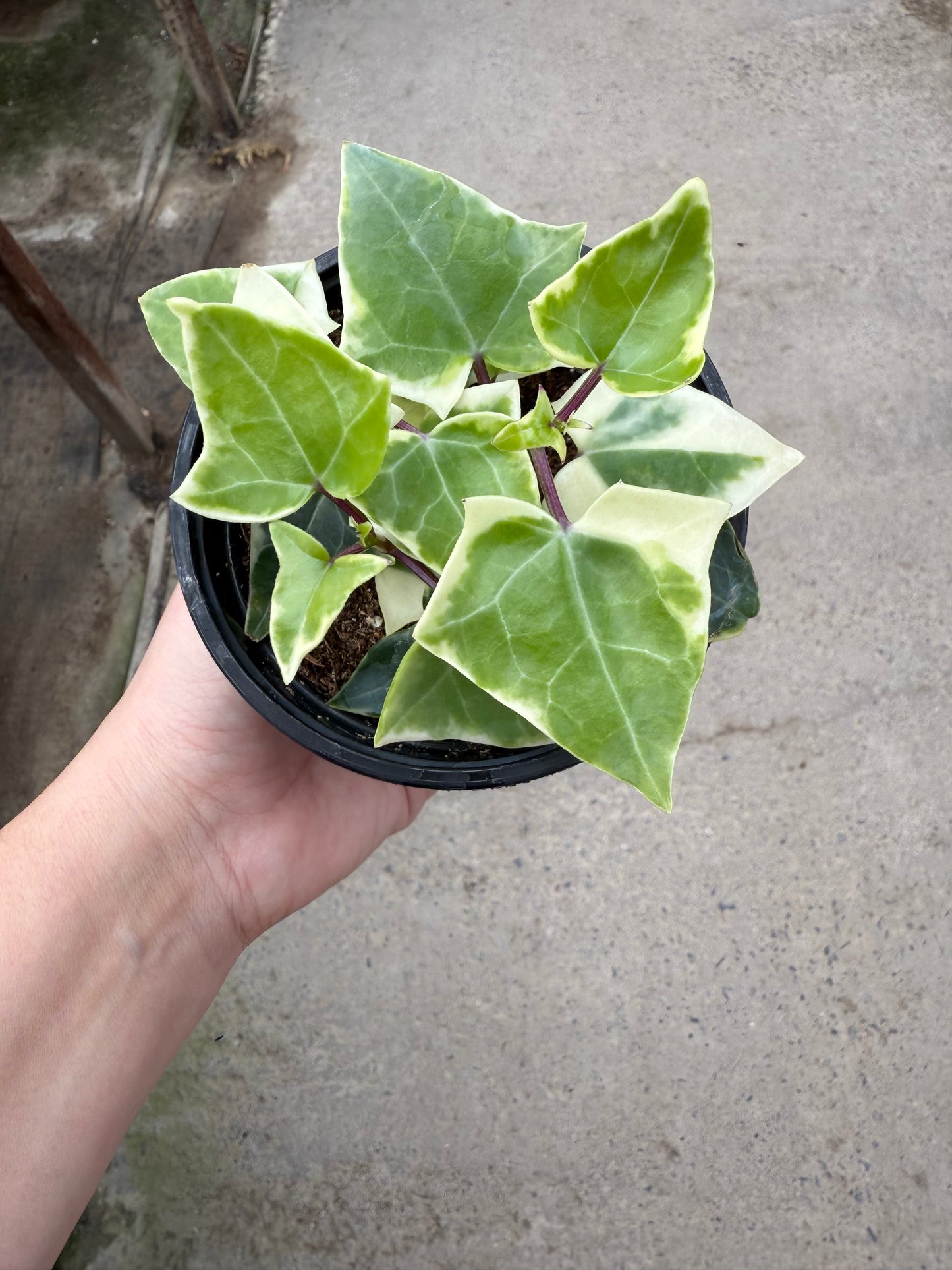 Senecio macroglossus ‘Variegatus’
