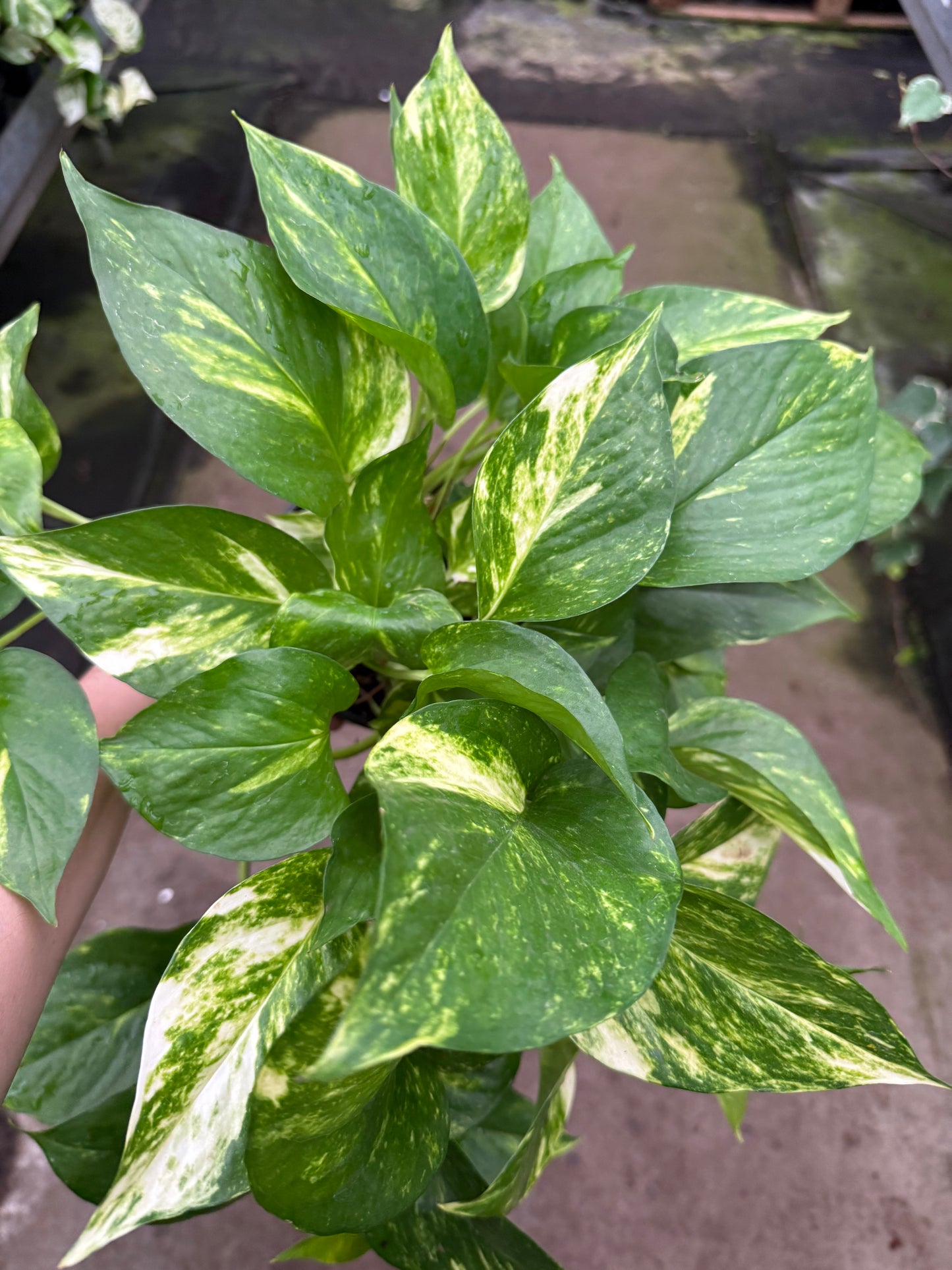 Pothos ‘Golden Select’