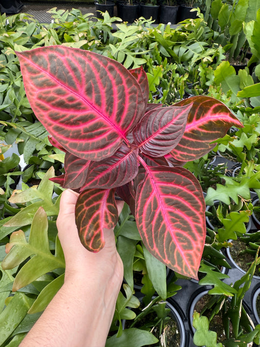 Iresine herbstii- ‘Bloodleaf’