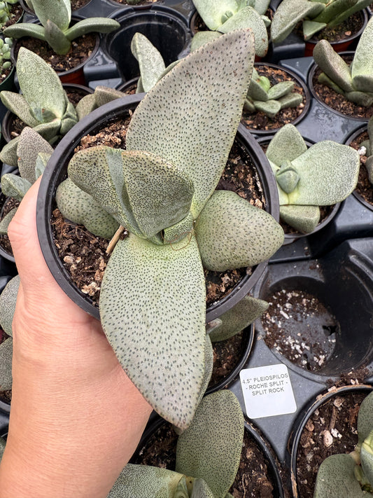 Pleiospilos nelii – Split Rock