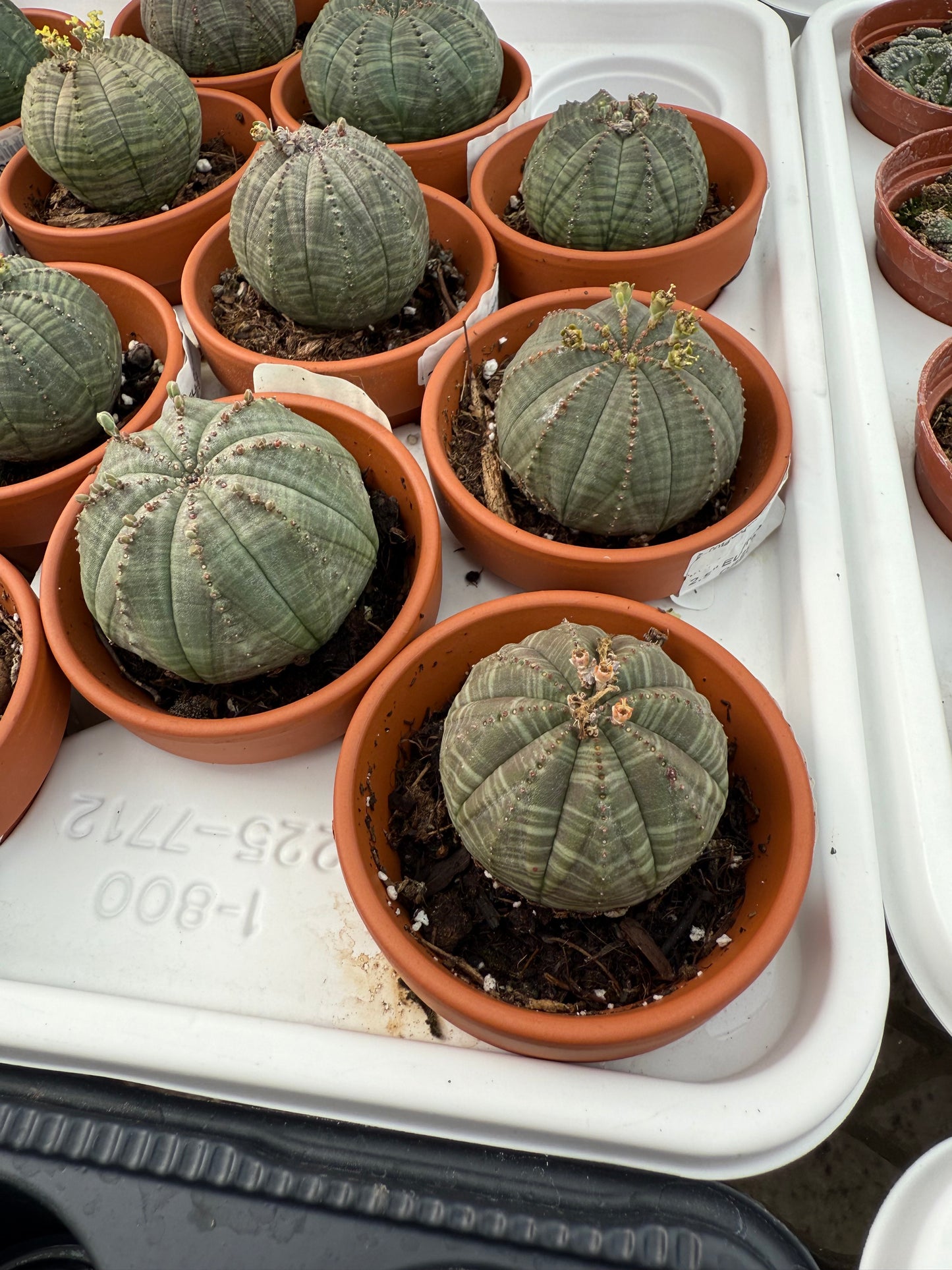 Euphorbia obesa (Baseball Plant)