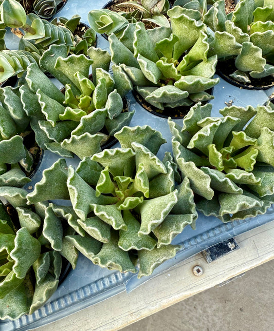 Adromischus Cristatus