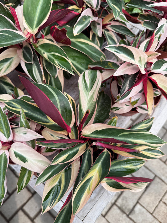Stromanthe Trio Star