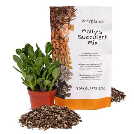 Mélange de Succulentes Molly