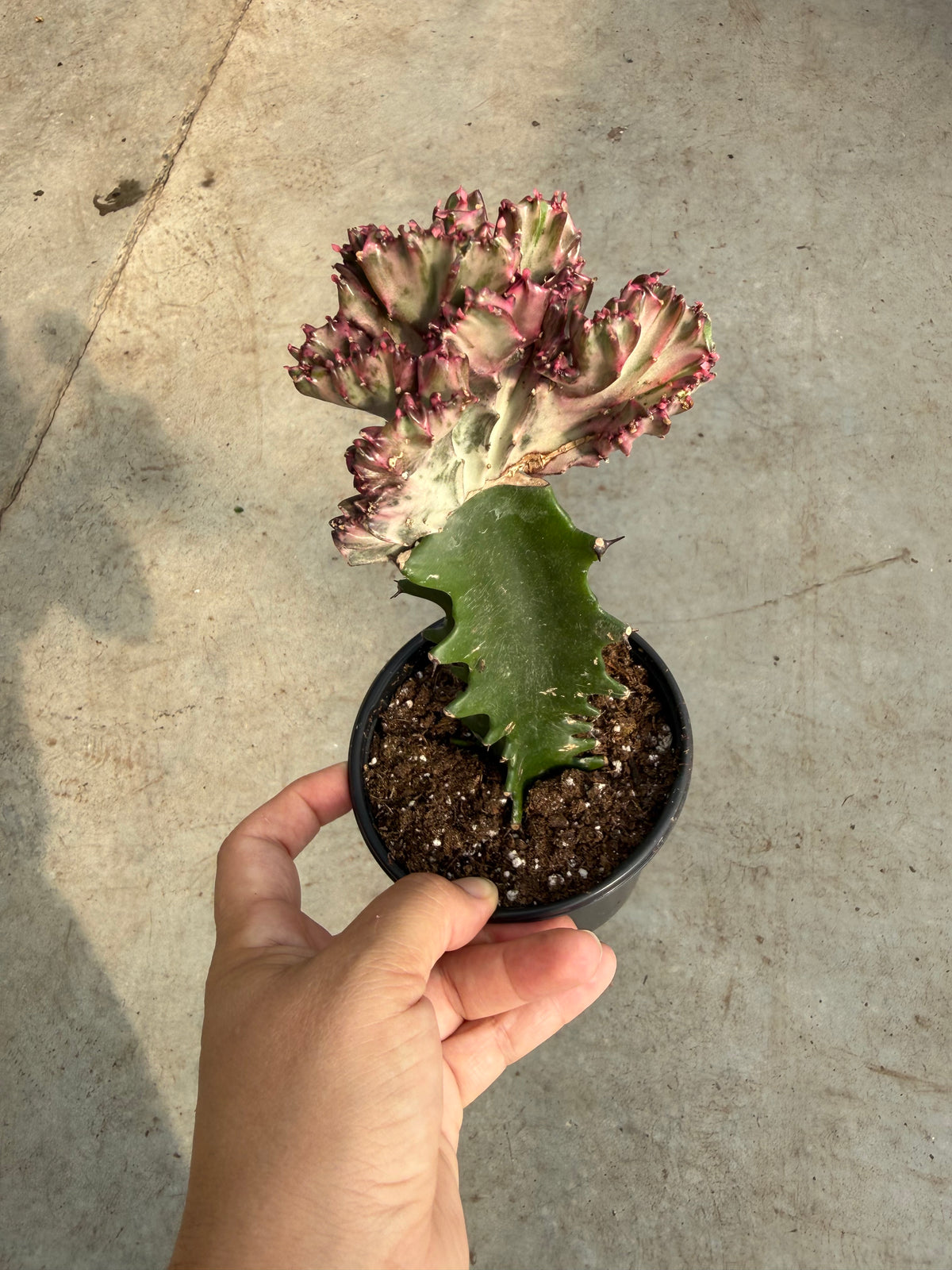 Euphorbia lactea ‘Coral’