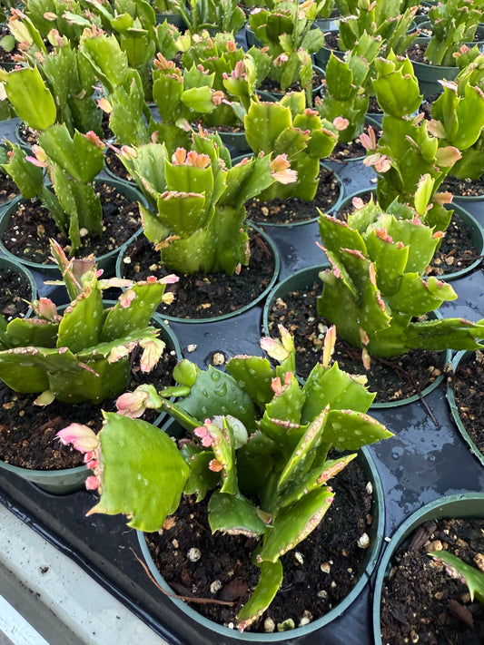 Schlumbergera truncata "False Christmas cactus"