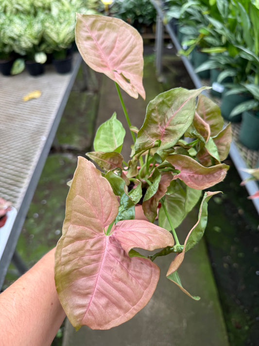Nephthytis 'Arrowhead Plant'