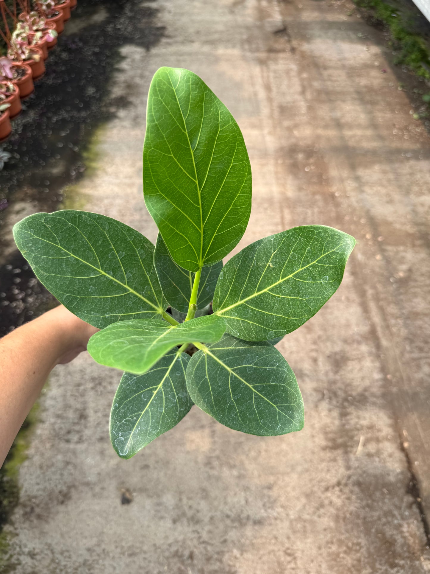 Ficus lyrata