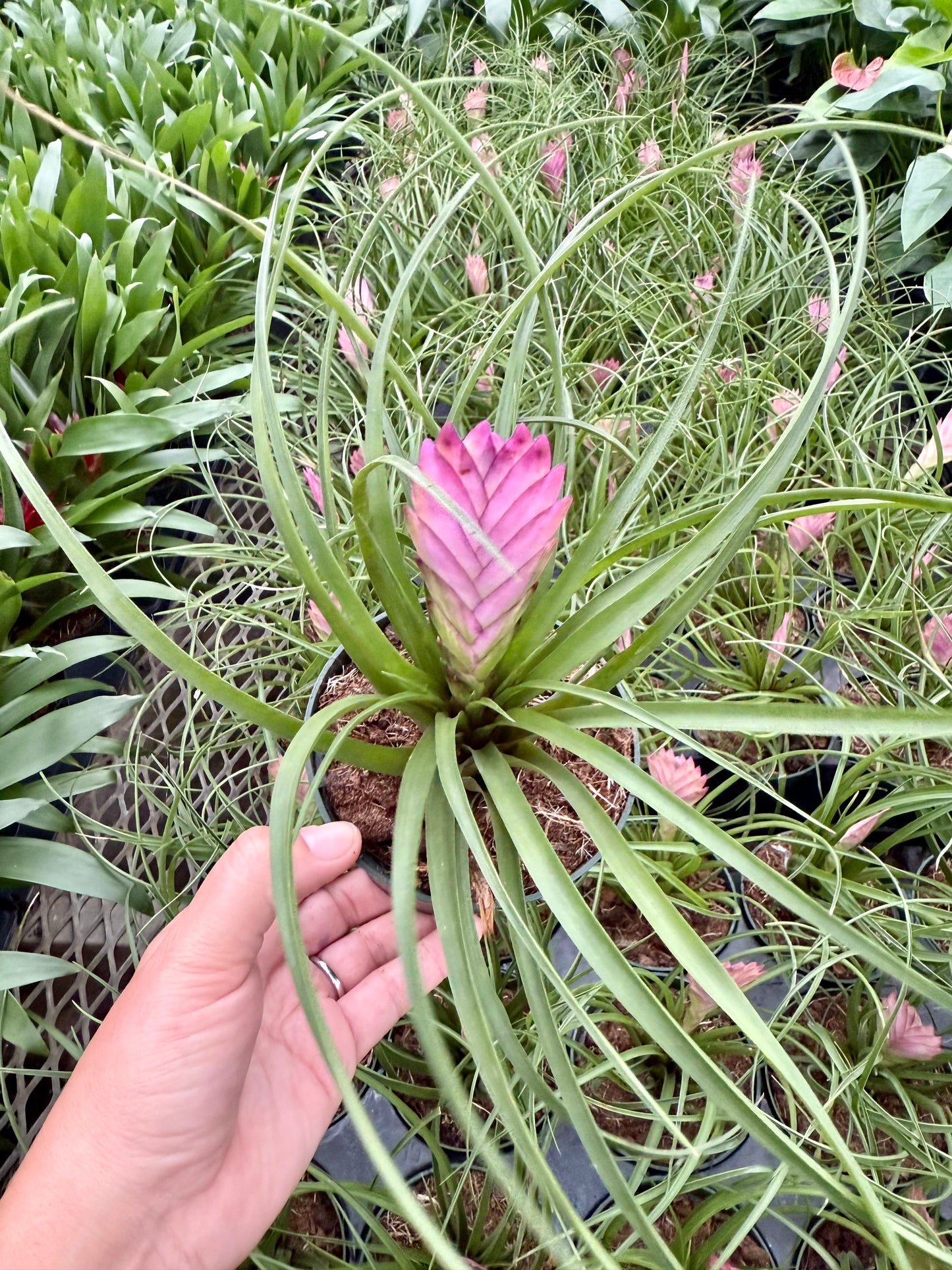 Tillandsia cyanea – 'Plante à plumes roses'