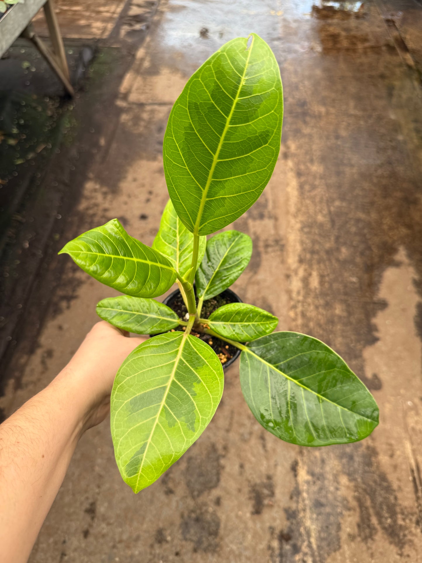 Ficus ‘Altissima’