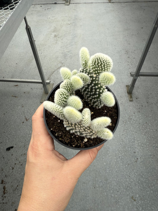 Opuntia microdasys ‘Albispina’