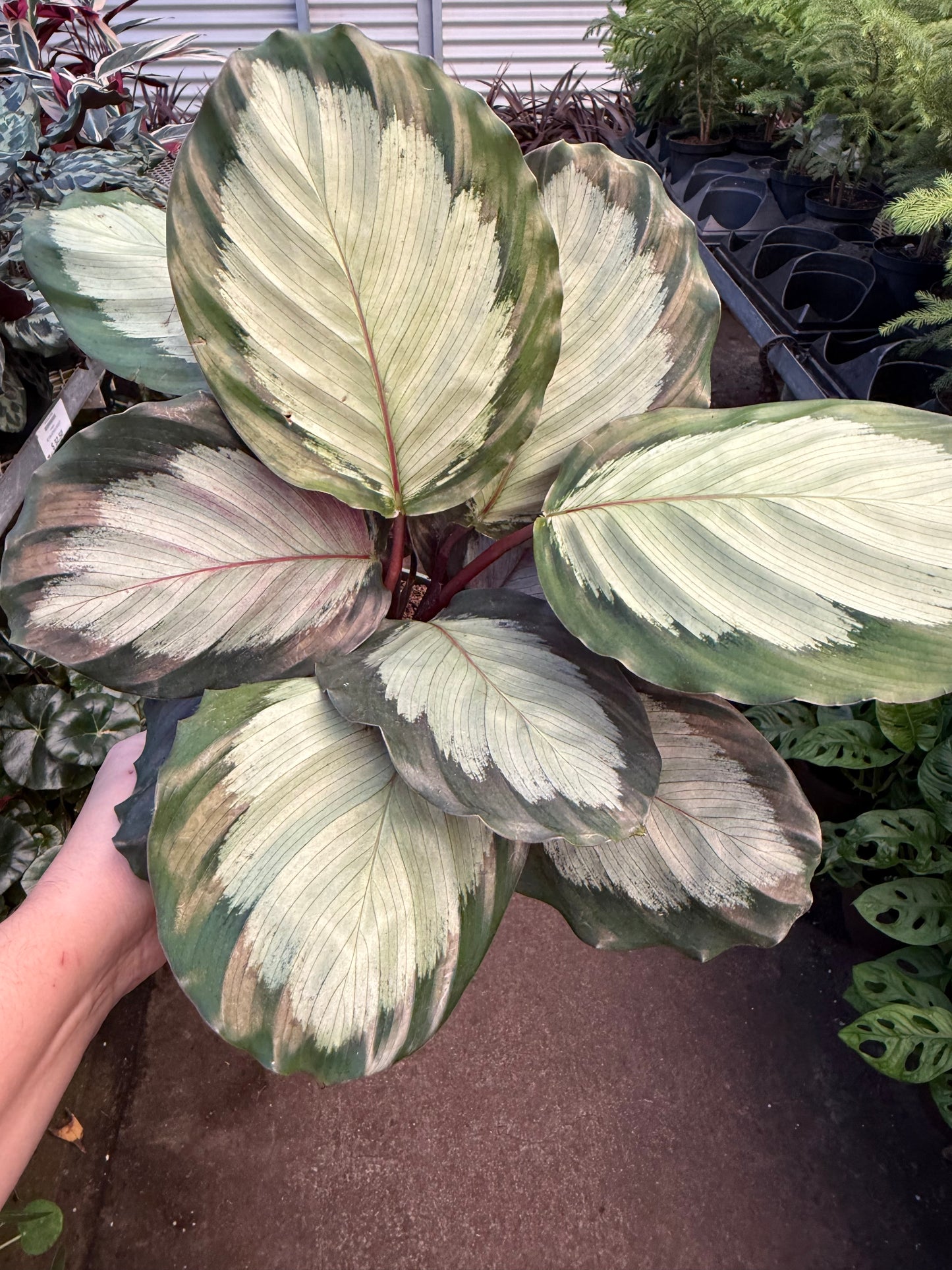 Calathea ‘Northern Lights’
