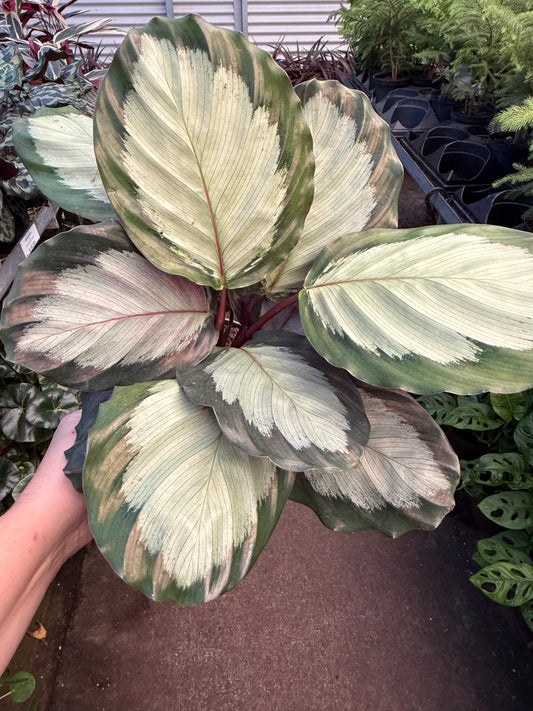 Calathea 'Aurores boréales'