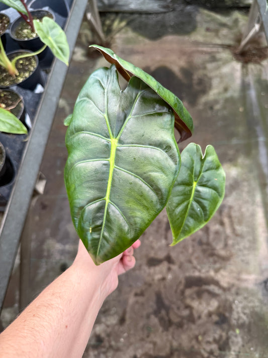 Alocasia ‘Golden Bone’