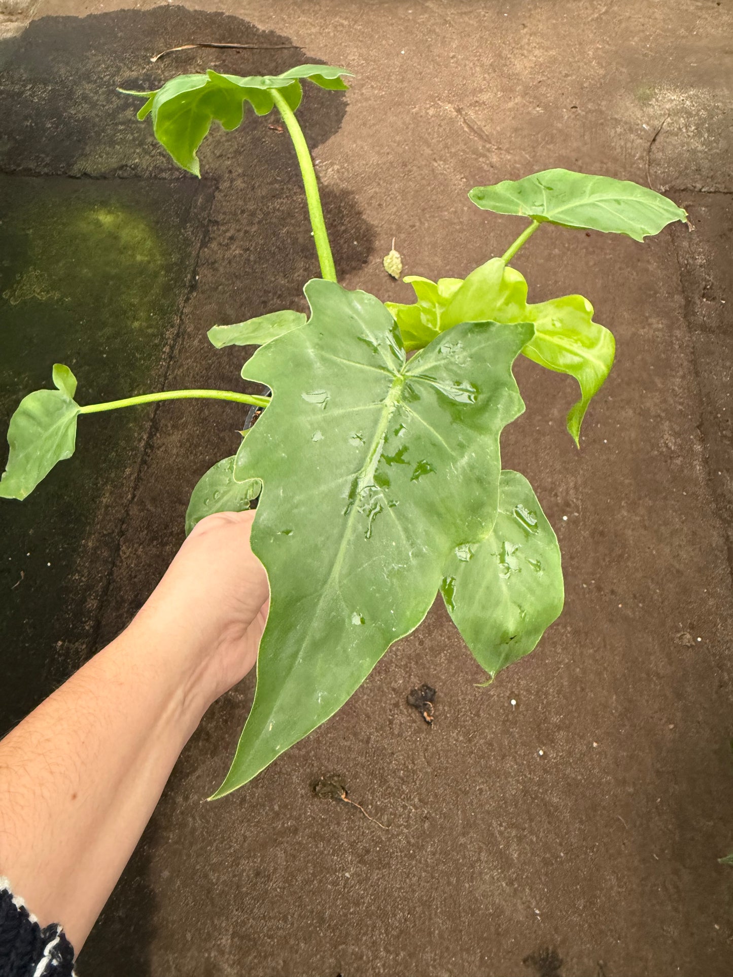 Philodendron melinonii Ghost