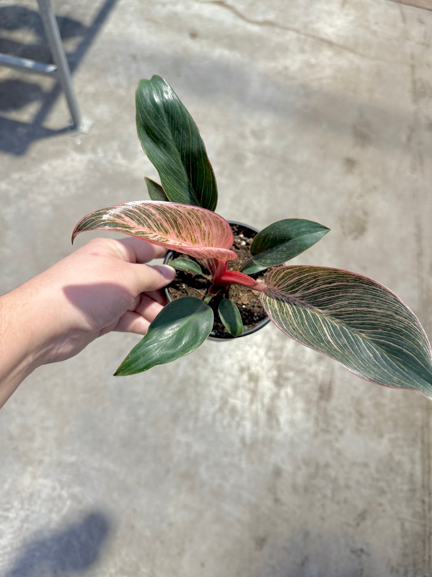 Philodendron ‘Pink Birkin’