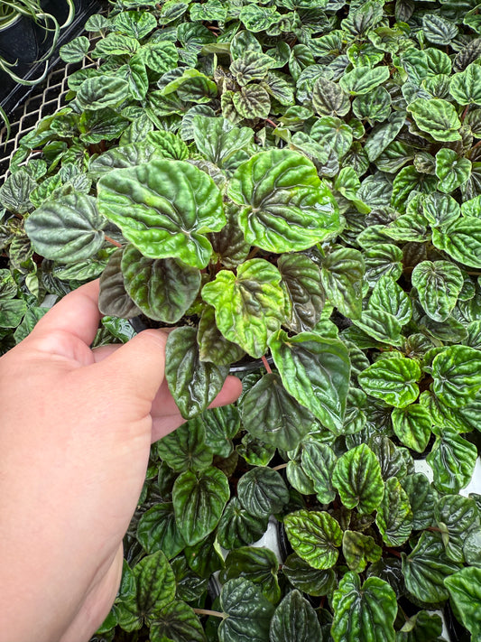 Peperomia ‘Emerald Ripple’