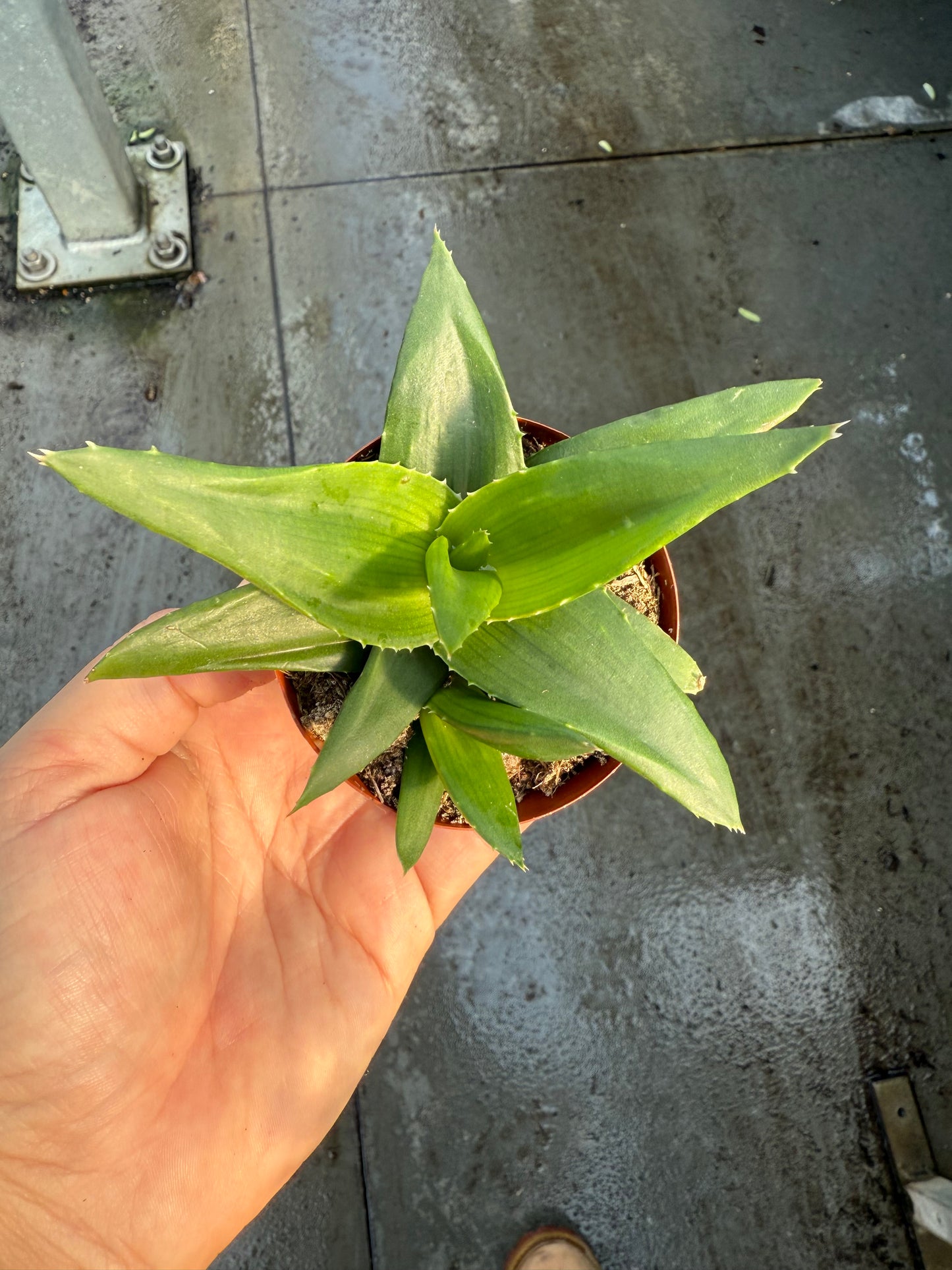 Haworthia ‘West Jogo’