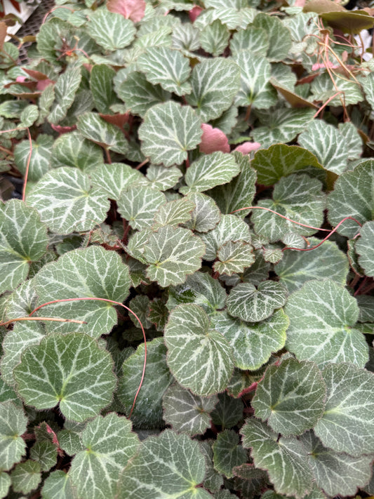 Saxifraga ‘Strawberry Begonia’