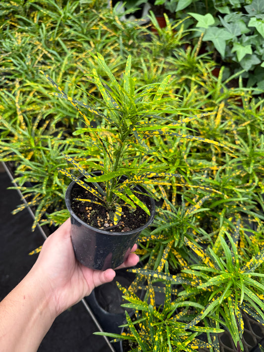 Croton 'Gold Dust'