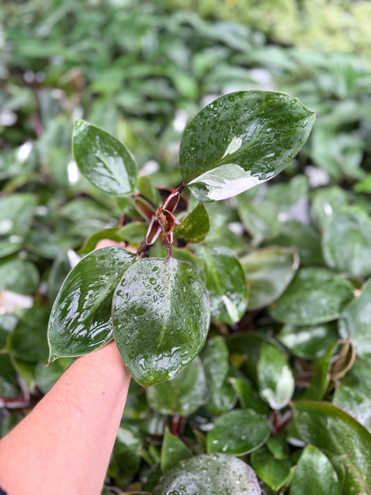 Philodendron ´White Wizard’