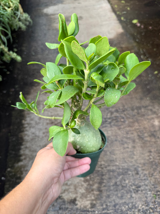 Hydnophytum Ant Plant