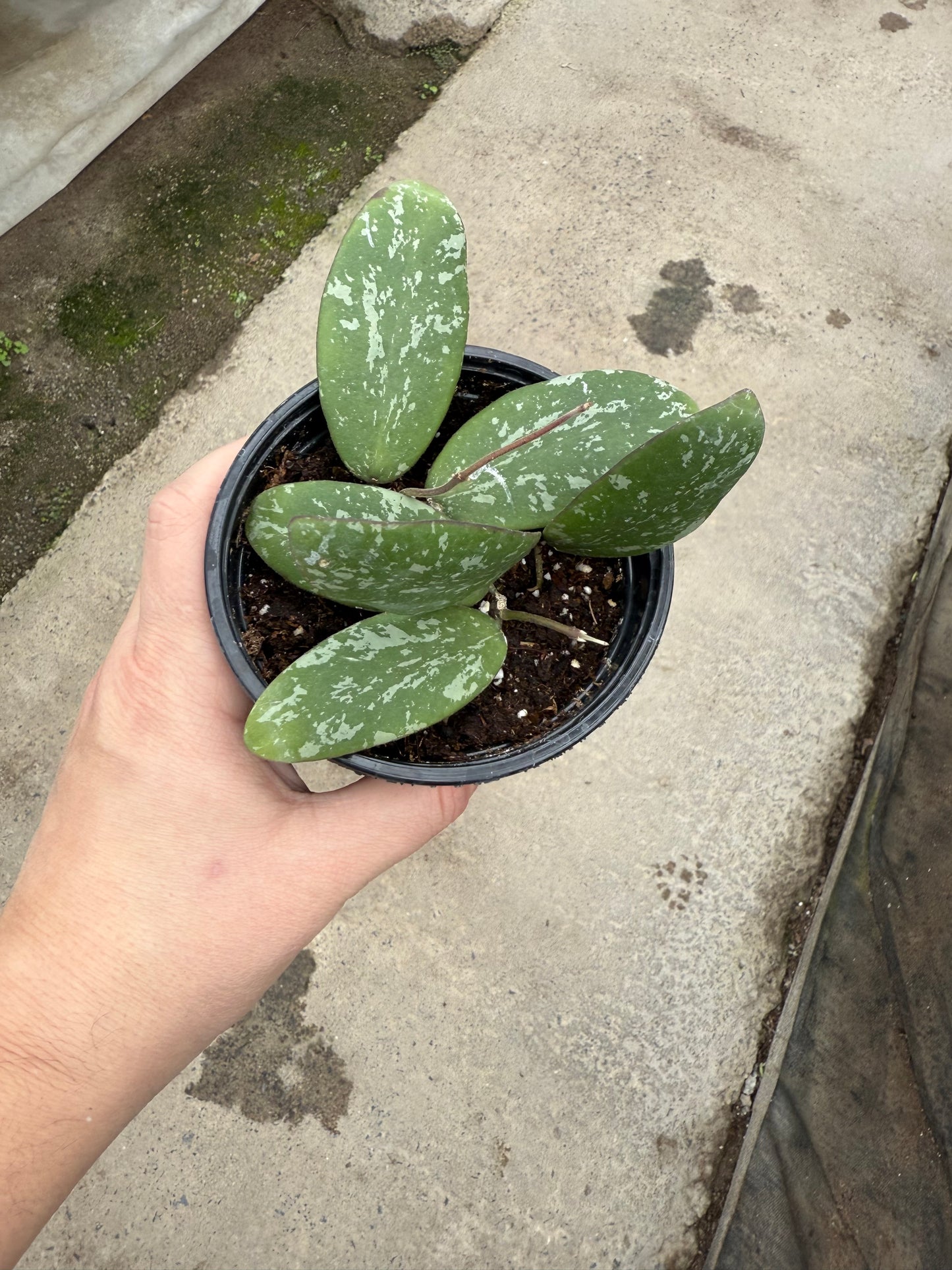 Hoya ‘Sigillatis’