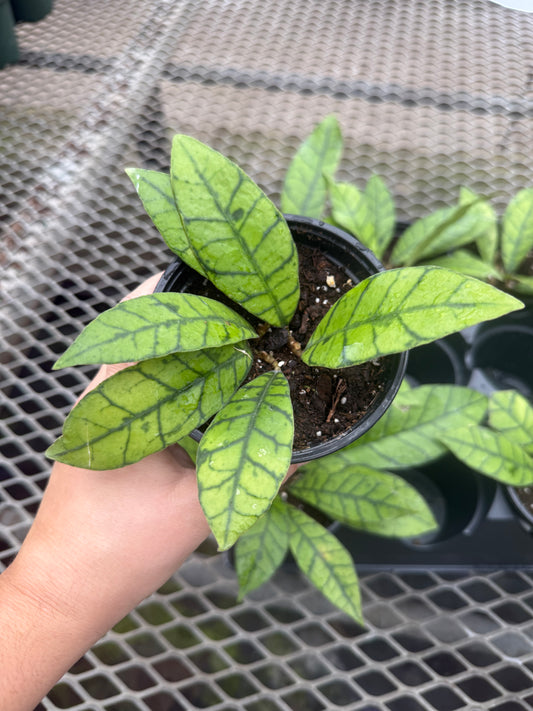 Hoya Callistophylla