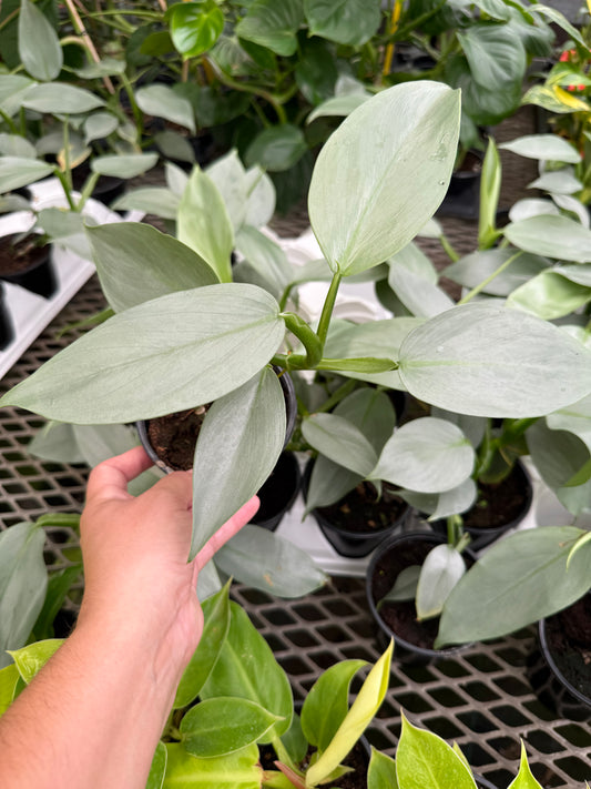 Philodendron ‘Silver Sword’