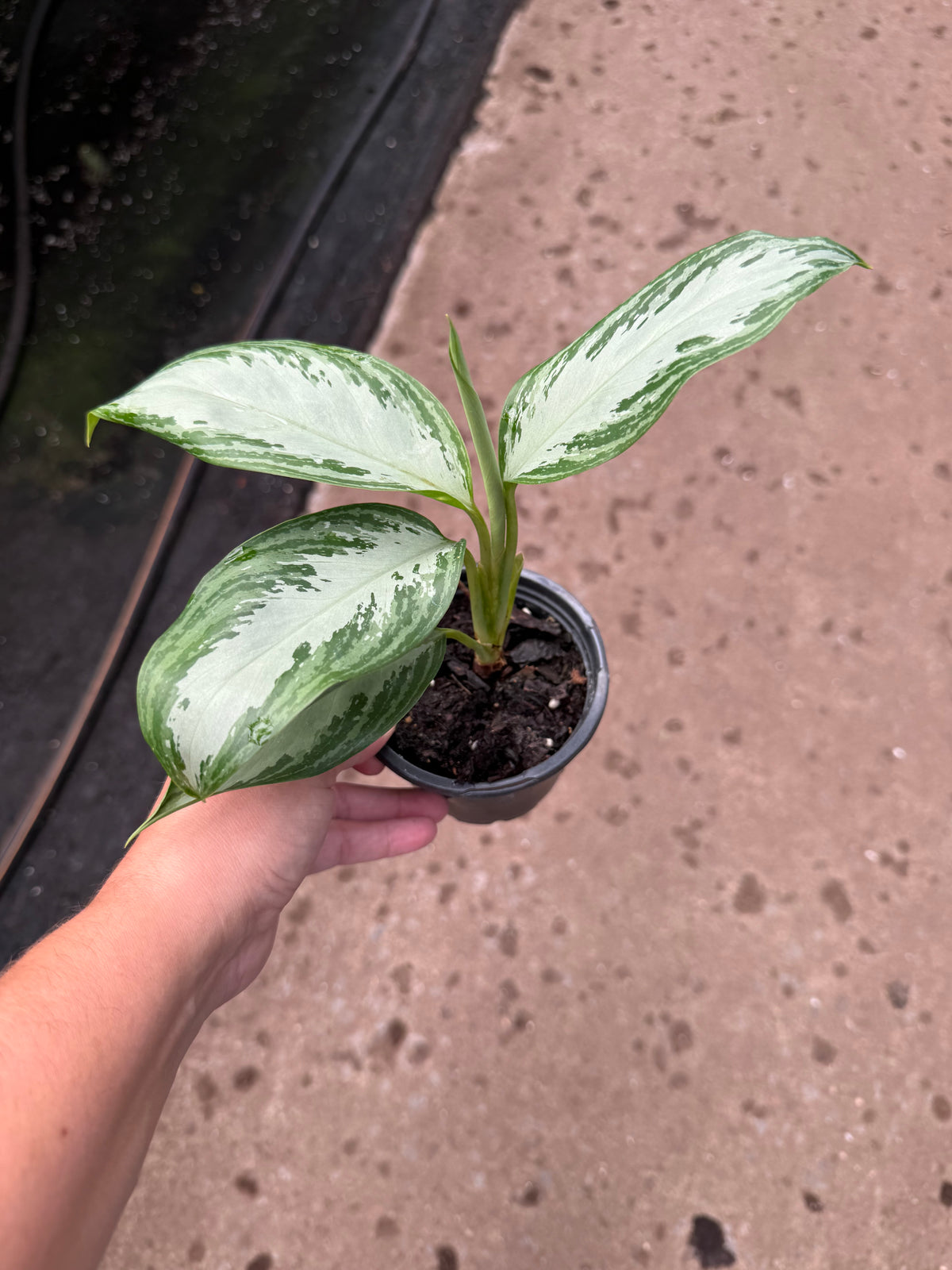 Aglaonema « Silver Bay »