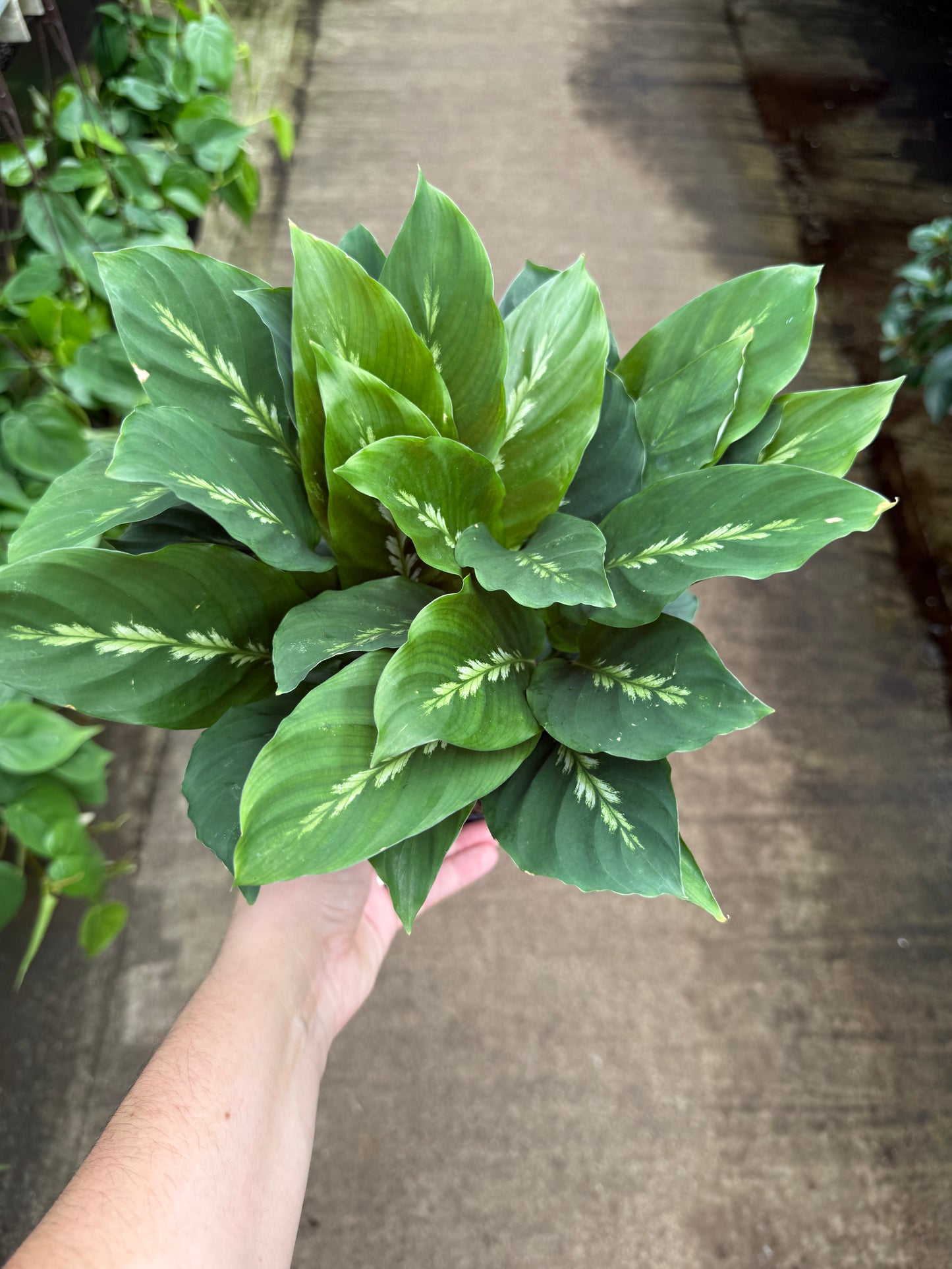 Calathea 'Maui Queen'