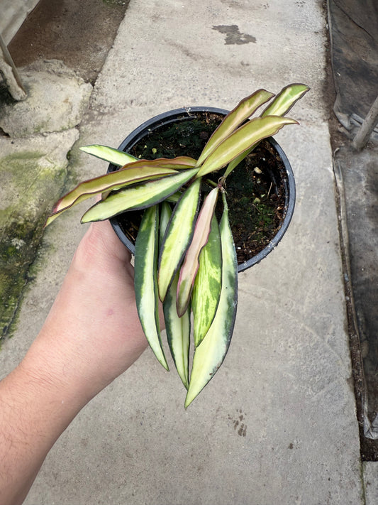 Hoya Wayetii ‘Tricolor’