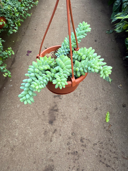 Sedum morganianum ‘Burrito’