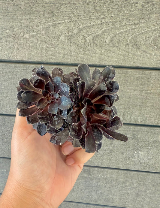 Aeonium Zwarktop