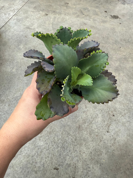 Kalanchoe Laetivirens ‘mother of millions’