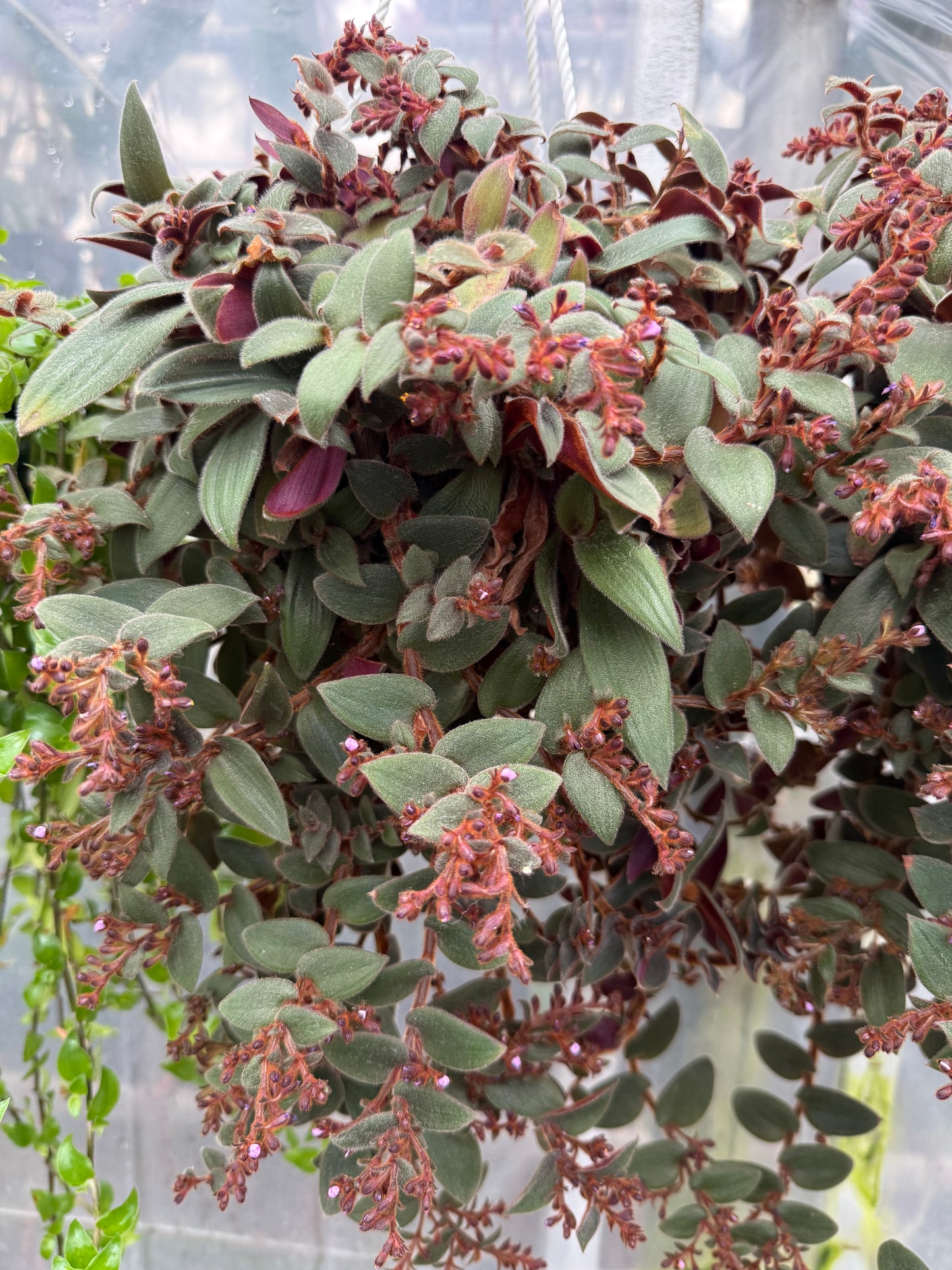Gynura Aurantiaca ‘Teddy Bear’