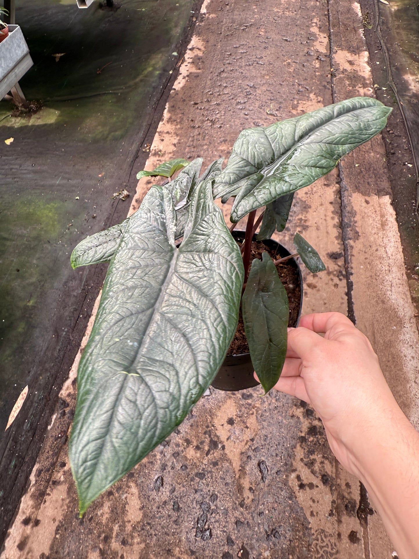 Alocasia ‘Scalprum’