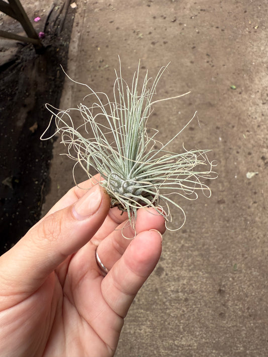 Tillandsia fuchsii var. gracilis