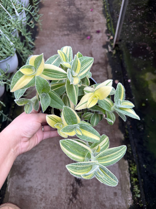 Tradescantia ‘Velvet Stripe’