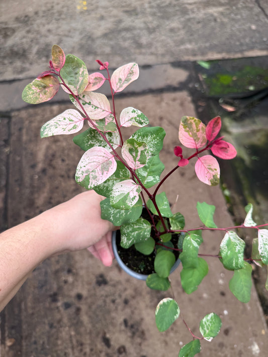 Breynia disticha ‘Roseopicta