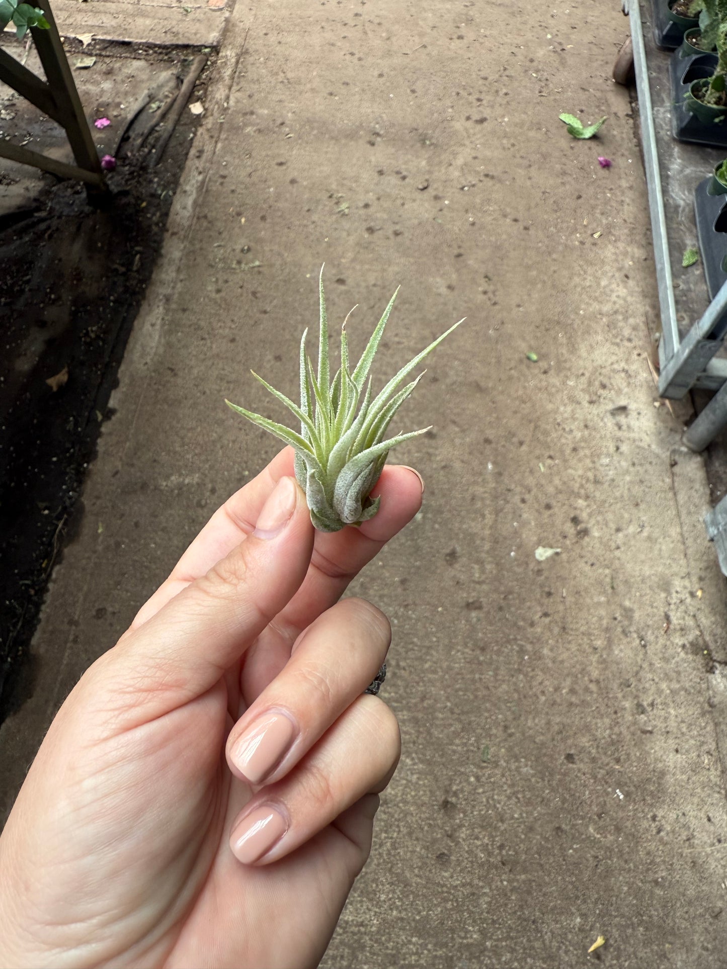 Tillandsia Ionantha ‘Scaposa’