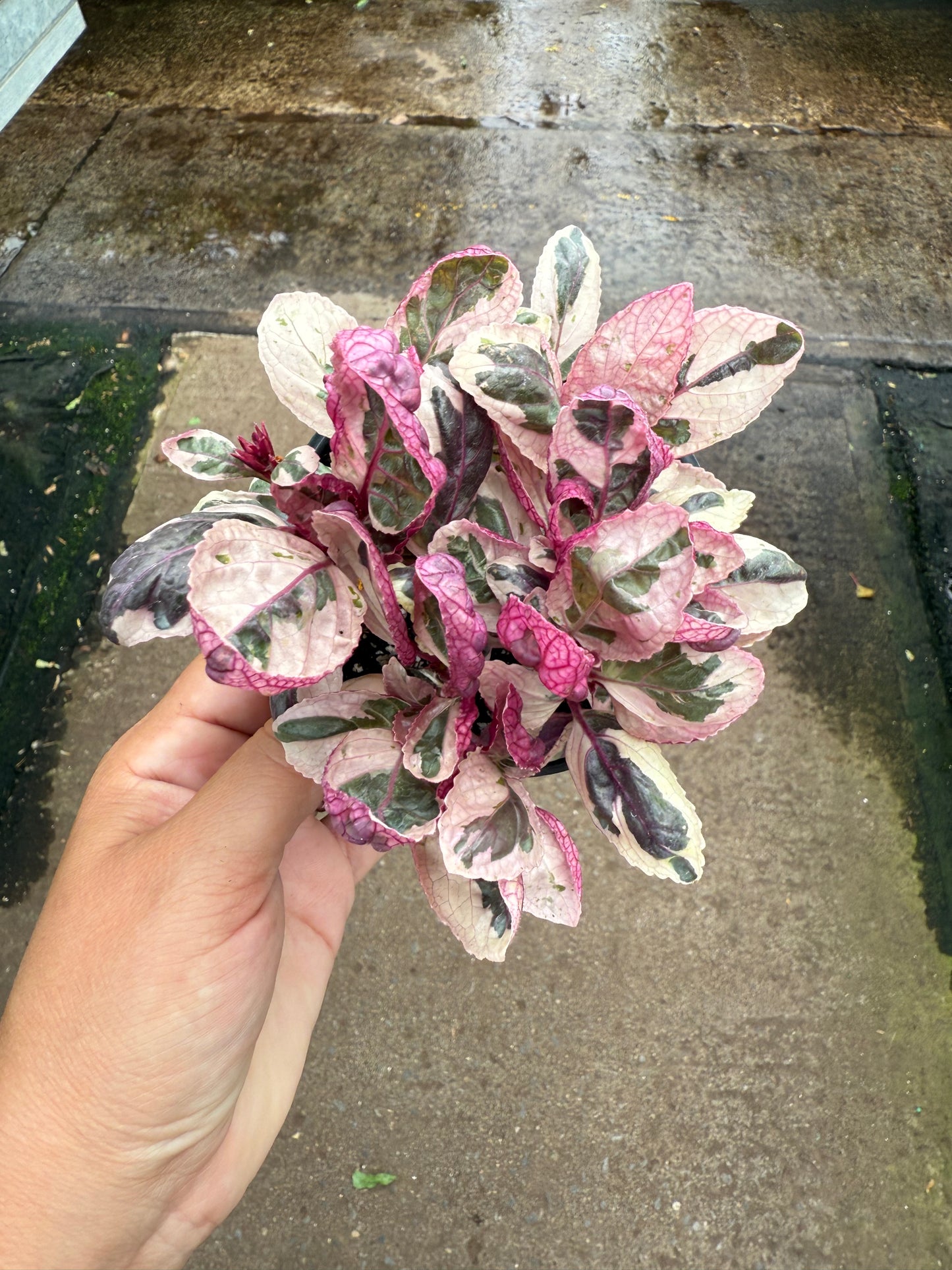 Hemigraphis alternata ‘Variegata’
