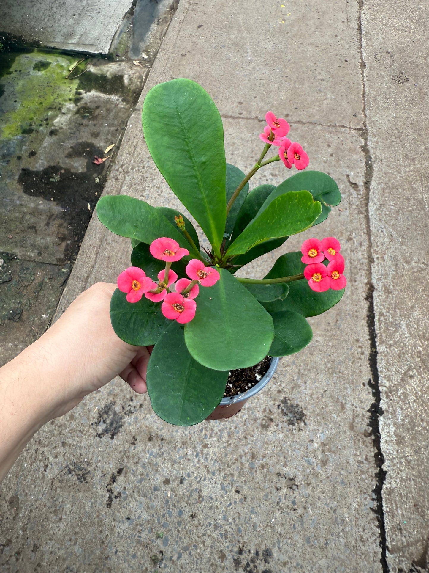 Euphorbia ‘Charlotte’ — Épine du Christ