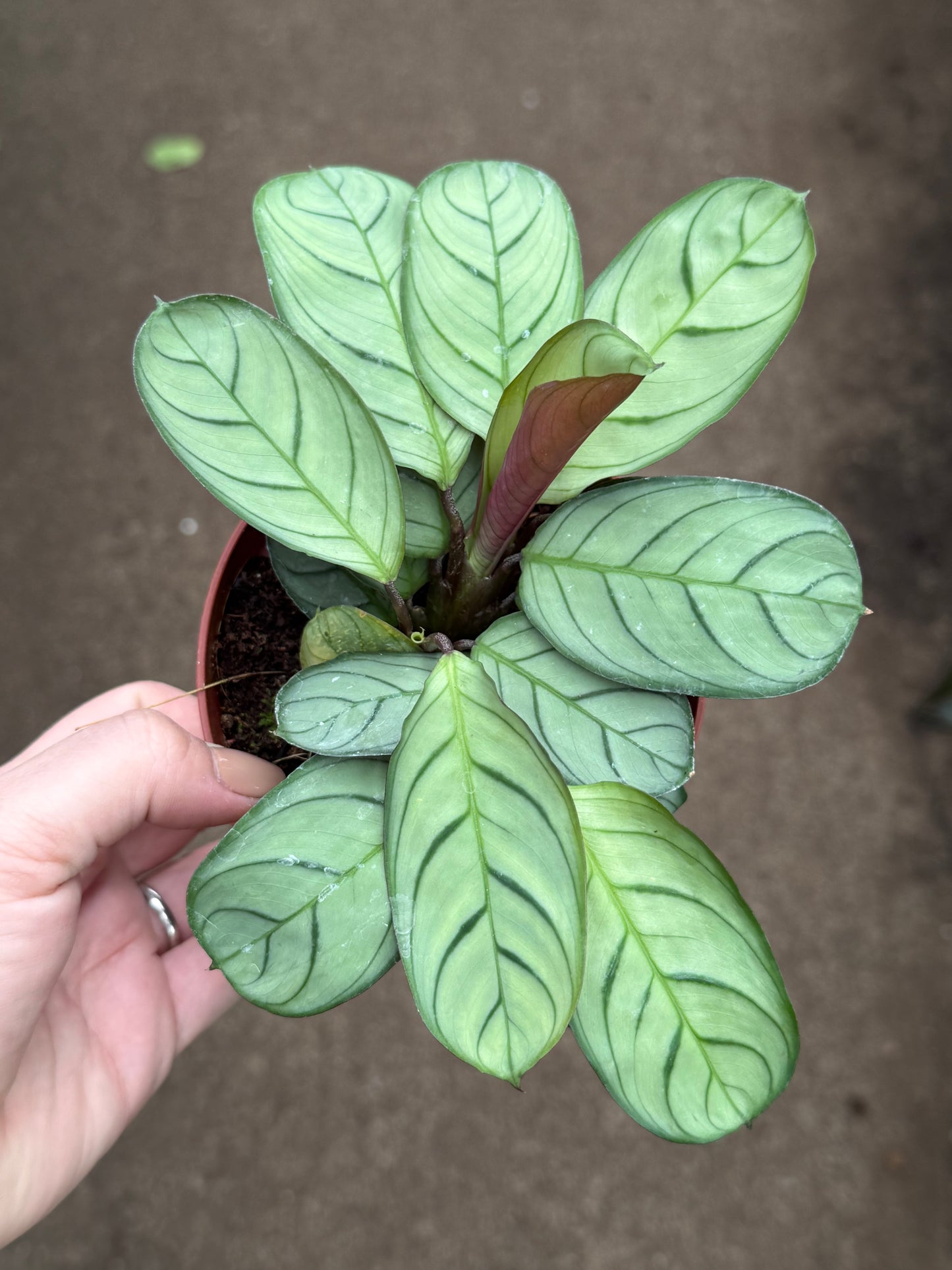 Calathea ‘Amagris’