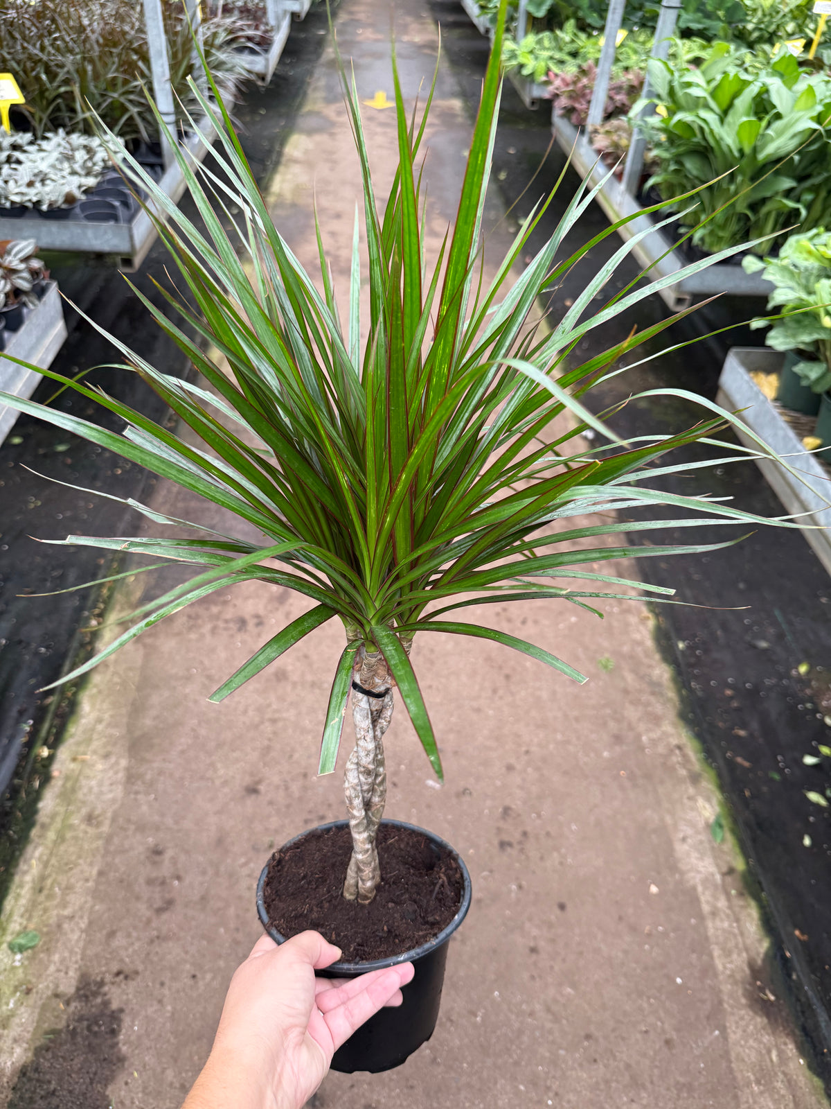Dracaena marginata ‘Bicolor’ — Braided Dragon Tree