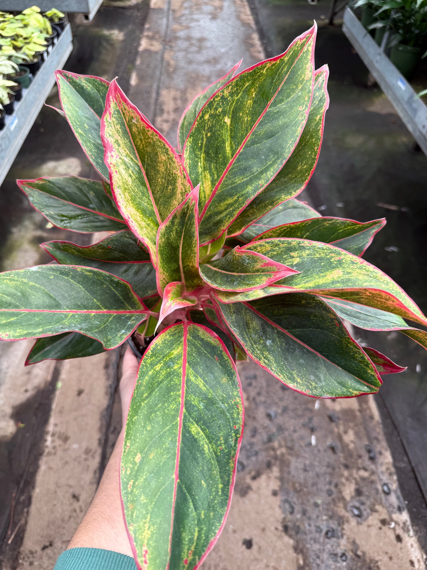 Aglaonema ‘Siam’