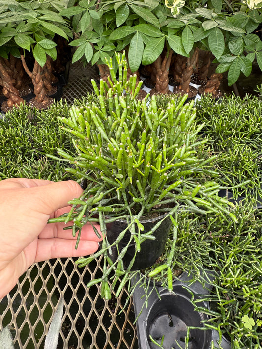 Hatiora salicornioides (Drunkard’s Dream)