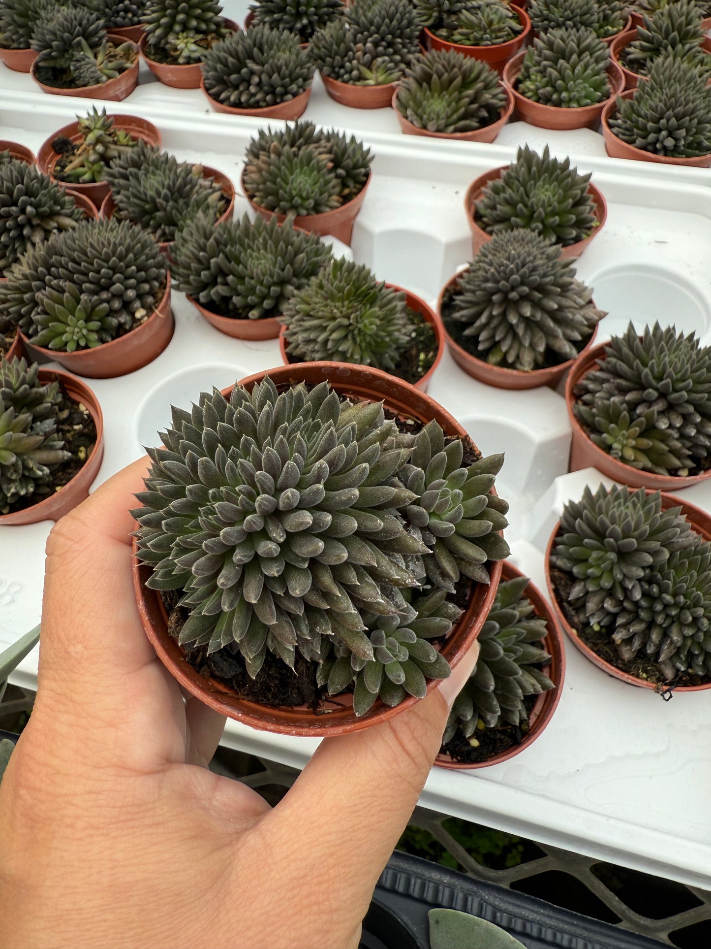 Graptopetalum ‘Silver Star’