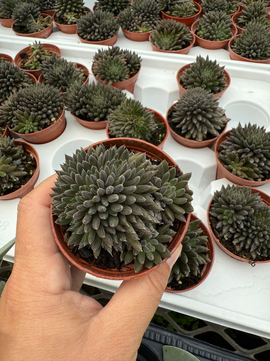 Graptopetalum ‘Silver Star’